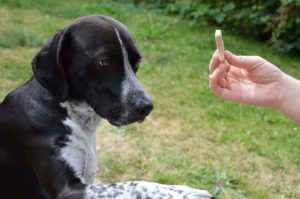 Como fazer meu cão parar de latir?