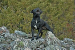 Como fazer meu cão parar de latir?