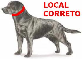 Local correto Coleira cachorro