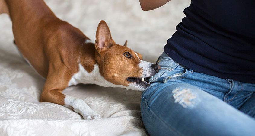 Cachorro mordendo