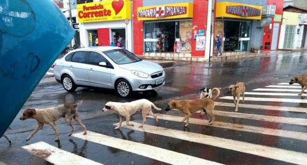 cachorro ensina como atravessar a rua