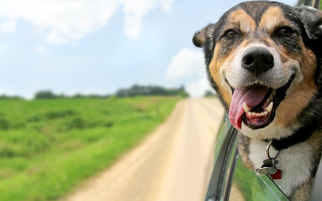 castração em cães