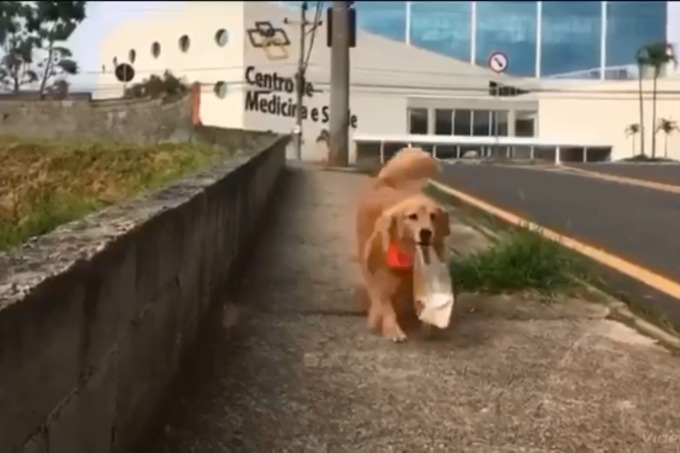 Golden compra Pão para seu dono.