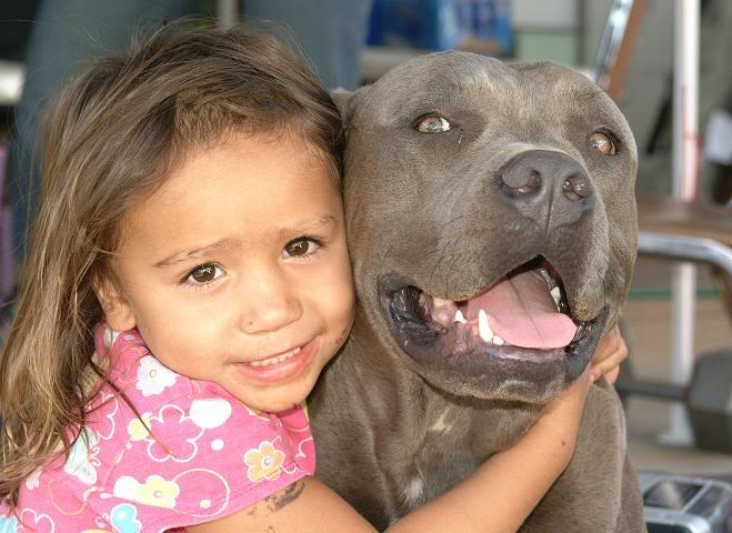 pitbull violento dócil