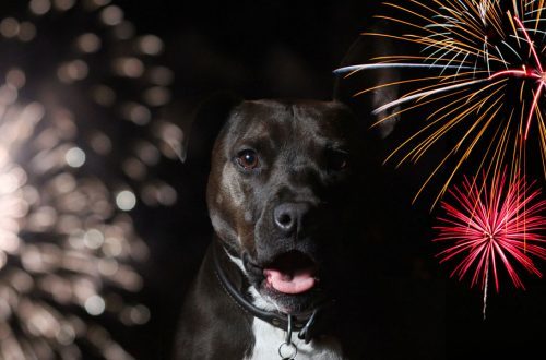 cachorro fogos de artifício