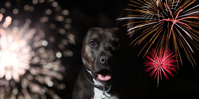 cachorro fogos de artifício