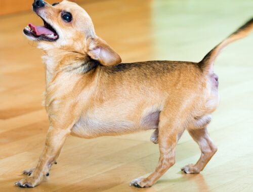 como fazer seu cachorro parar de latir