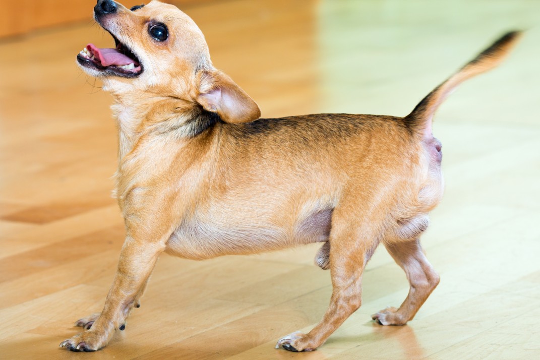 como fazer seu cachorro parar de latir